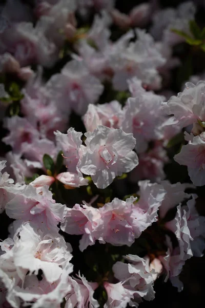 Primer Plano Hermosas Flores Florecen — Foto de Stock