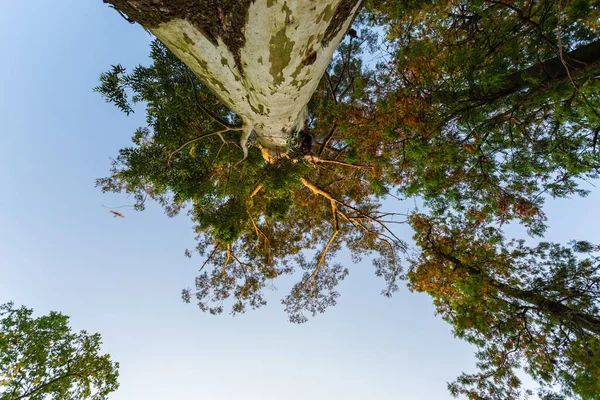 Tiro Baixo Ângulo Árvores Parque — Fotografia de Stock