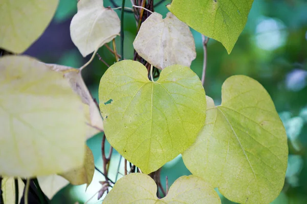 Selektiv Fokusbild Hjärtformade Blad Som Kryper Spaljéer Trädgård — Stockfoto