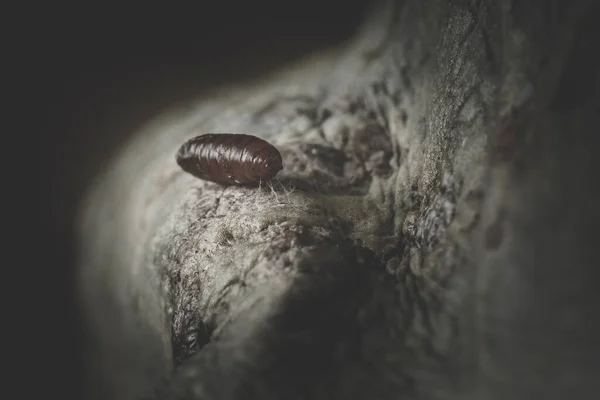 Detailní Záběr Jednoho Hmyzího Vajíčka Procházejícího Transformací — Stock fotografie