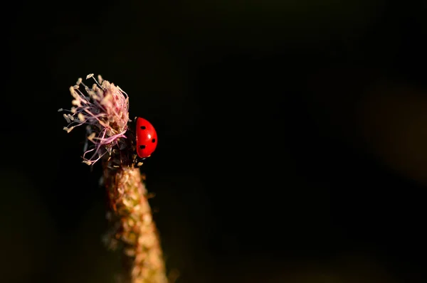 在黑色背景上隔离的植物上的瓢虫的惊人的宏观照片 — 图库照片
