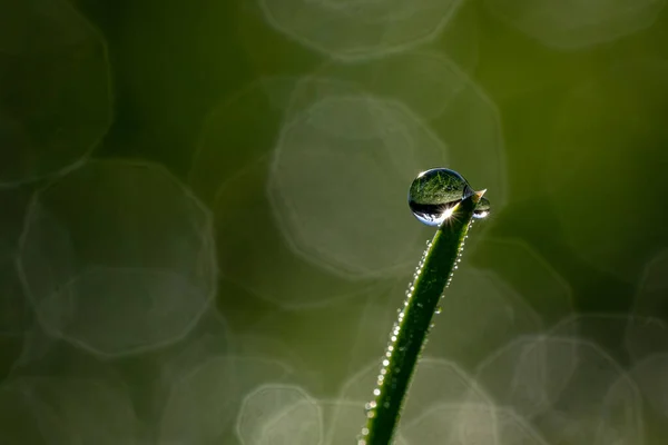 Primo Piano Prato Umido Con Gocce Rugiada Mattino Con Luce — Foto Stock