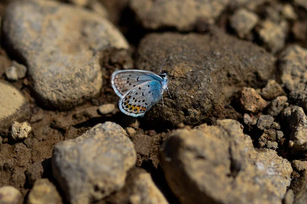 Eine Erstaunliche Makroaufnahme Eines Schmetterlings Auf Einem Stein — Stockfoto