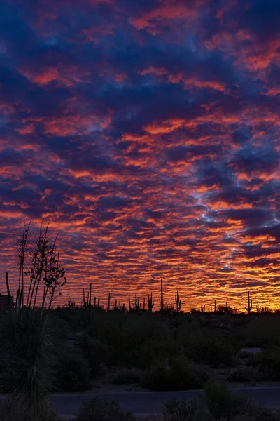 Imagen Muestra Una Escena Con Cactus Silhouetted Contra Cielo Brillante —  Fotos de Stock