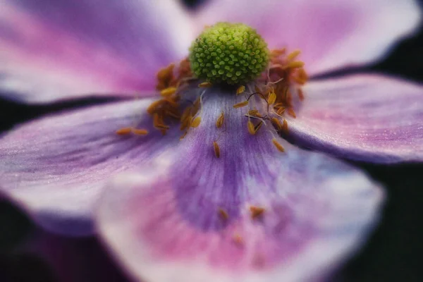 Close Detalhes Dentro Uma Flor Roxa — Fotografia de Stock