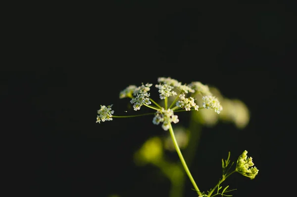 Detailní Záběr Bílého Květu Černém Pozadí — Stock fotografie