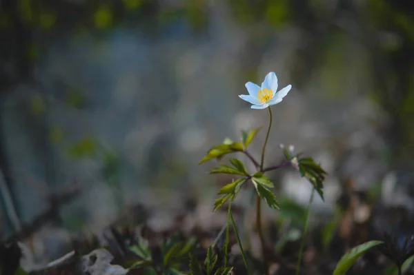 Primer Plano Una Anémona Blanca — Foto de Stock