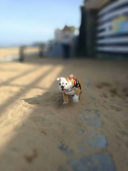 Selective Shot Small Bulldog Running Beach Sunlight — Stock Photo, Image