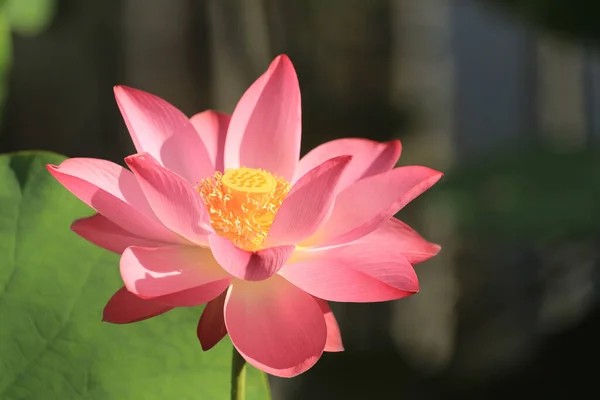 Селективный Снимок Розового Цветка Лотоса Полностью Цветущего Пруду — стоковое фото