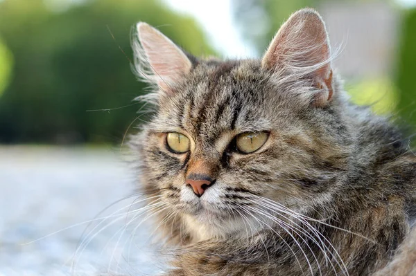 Eine Nahaufnahme Einer Entzückenden Katze Mit Grünen Augen Auf Verschwommenem — Stockfoto