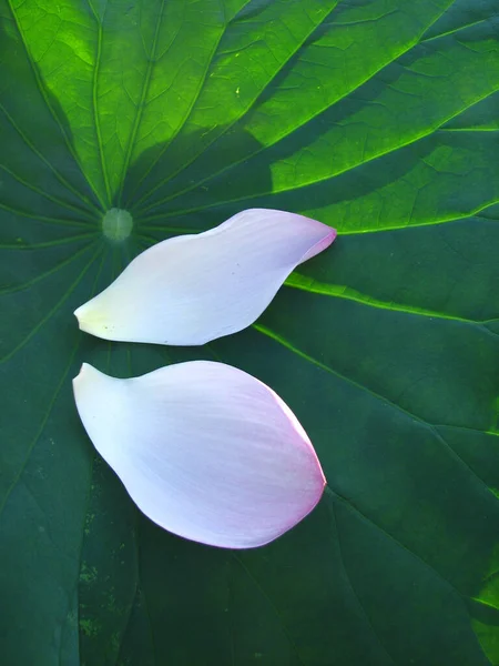 Gros Plan Pétale Fleur Lotus Fleurs Dans Étang — Photo