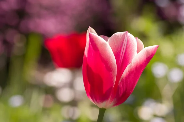 Tiro Foco Seletivo Uma Flor Rosa Jardim — Fotografia de Stock