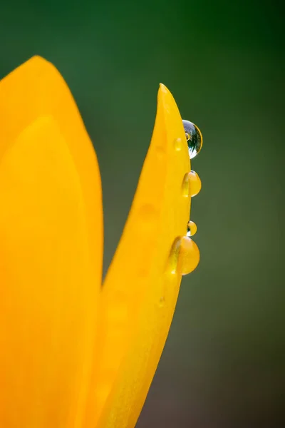 Selektivní Ostření Záběr Žlutého Květu Kapkami Rosy Rozmazaném Pozadí — Stock fotografie