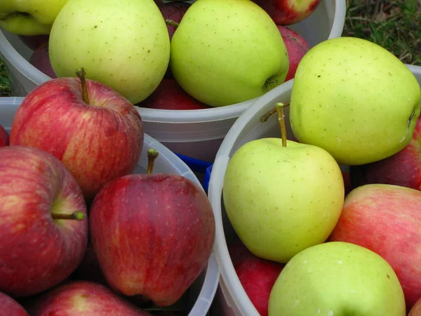 新鮮な収穫された赤と緑のリンゴをバケツに閉じ込めたショット — ストック写真