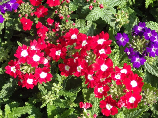 Накладний Знімок Квітучих Квітів Вервена Зелені — стокове фото