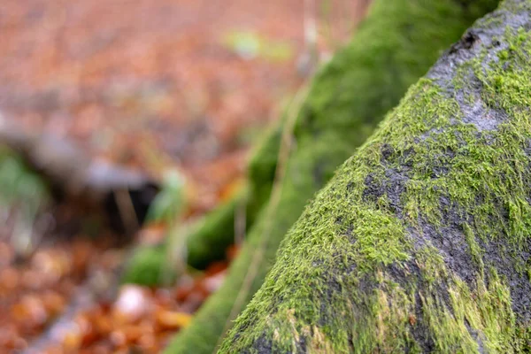 Primer Plano Una Rama Árbol Musgoso Bosque Turingia Cerca Suhl — Foto de Stock