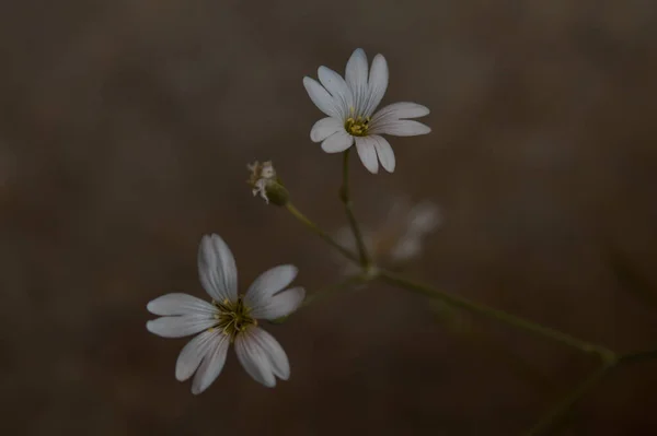Μια Μακρο Φωτογραφία Όμορφα Λευκά Λουλούδια — Φωτογραφία Αρχείου