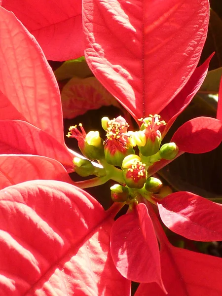 Primer Plano Vertical Flores Poinsettia Rojo Brillante — Foto de Stock