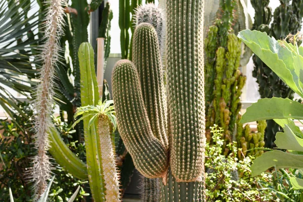 Een Selectieve Focus Shot Van Sappige Planten Die Groeien Kas — Stockfoto