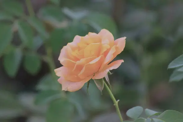 Крупним Планом Знімок Красивих Троянд Саду — стокове фото
