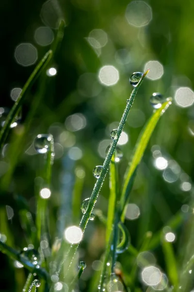 Close Prado Molhado Com Gotas Orvalho Pela Manhã Com Luz — Fotografia de Stock