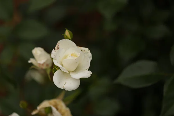 Uno Scatto Selettivo Una Rosa Bianca Giardino Con Boccioli — Foto Stock
