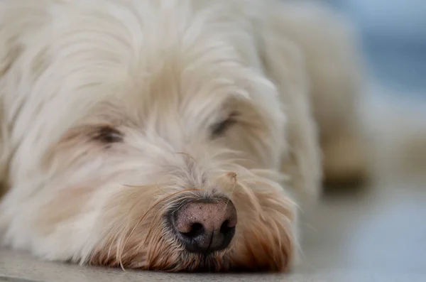 Ένα Χαριτωμένο Σκυλί Της Αβάνας Κοιμάται Στο Σπίτι — Φωτογραφία Αρχείου