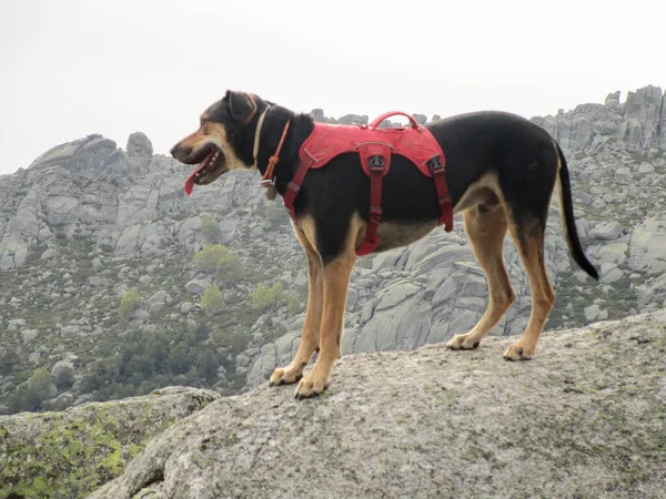 一只德国猎狗戴着安全带的特写镜头 — 图库照片