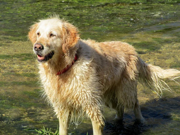 Gros Plan Mignon Golden Retriever — Photo