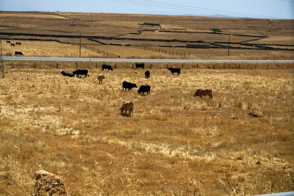 Una Vista Una Manada Vacas Pastando Campo Seco Cerca Una — Foto de Stock