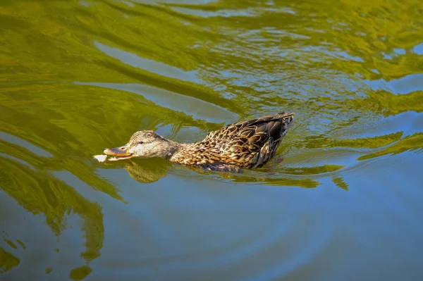 一只雌性野鸭在池塘里游泳的特写镜头 — 图库照片
