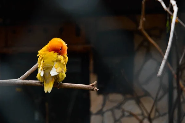 一只可爱的黄色鹦鹉栖息在树枝上的特写镜头 — 图库照片
