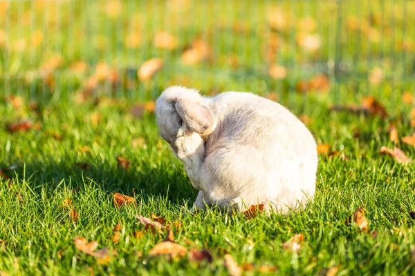 Gros Plan Jeune Lapin Mignon Sur Herbe Extérieur Par Une — Photo