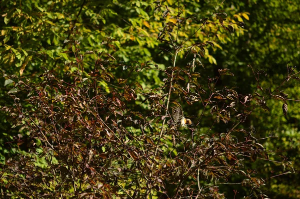 Een Klein Vogeltje Gedroogde Bladloze Boomtak — Stockfoto