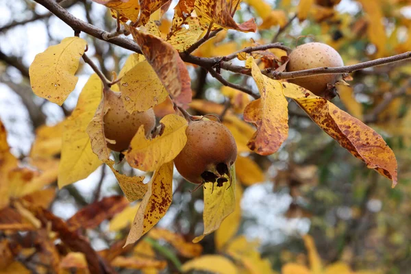 Close Fruto Mespilus Germanica Também Chamado Medlar Comum Uma Árvore — Fotografia de Stock