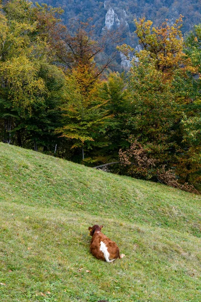 Een Verticaal Schot Van Een Slapende Koe Bergen — Stockfoto