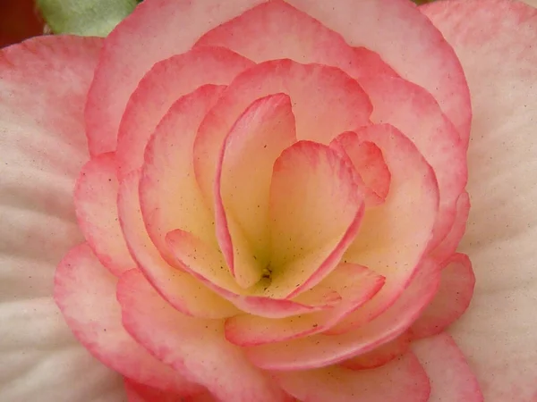 Close Uma Flor Rosa Florescendo Perfeito Para Papel Parede — Fotografia de Stock