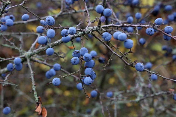 Selective Focus Ripen Blueberries Blackthorn Forest — Stock Photo, Image