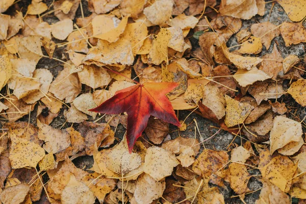 Eine Selektive Fokusaufnahme Von Herbstblättern Auf Dem Boden — Stockfoto
