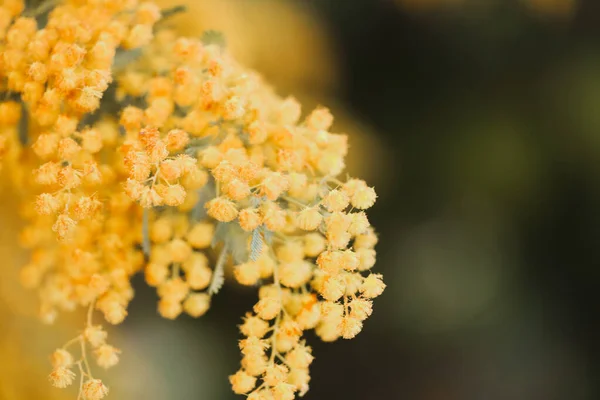 Floare Galben Wattle Fundal Neclară — Fotografie, imagine de stoc