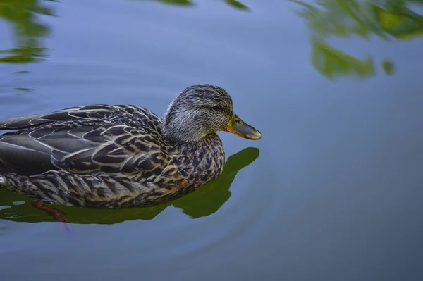 一个可爱的雌性野鸭在池塘里游泳的特写镜头 — 图库照片