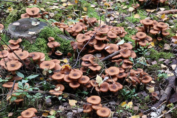 Grupo Setas Otoño Cultivadas Bosque Tocón —  Fotos de Stock