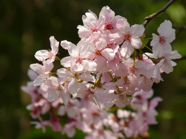 Beau Cliché Fleurs Cerisier Sur Fond Ciel — Photo