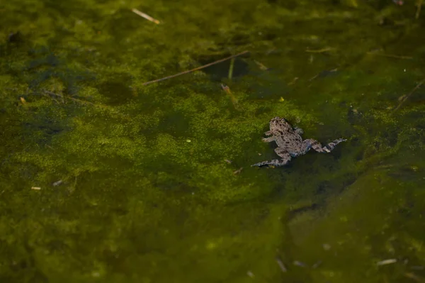 Ένα Κοντινό Πλάνο Ενός Βατράχου Που Κολυμπάει Στην Πράσινη Λίμνη — Φωτογραφία Αρχείου