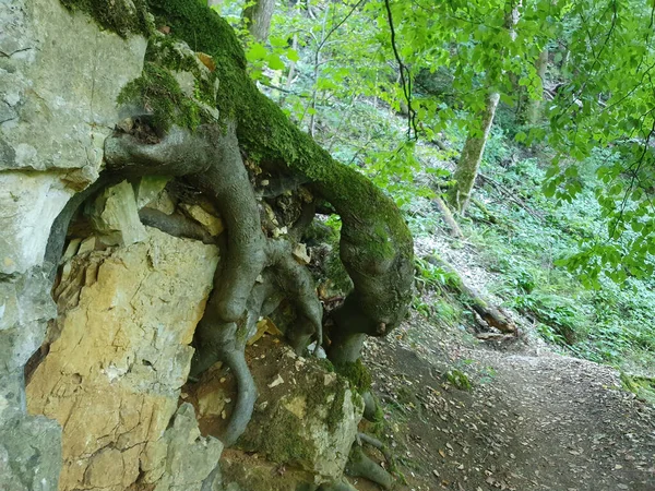 Vysoký Úhel Záběru Skalnaté Krajiny Lese — Stock fotografie