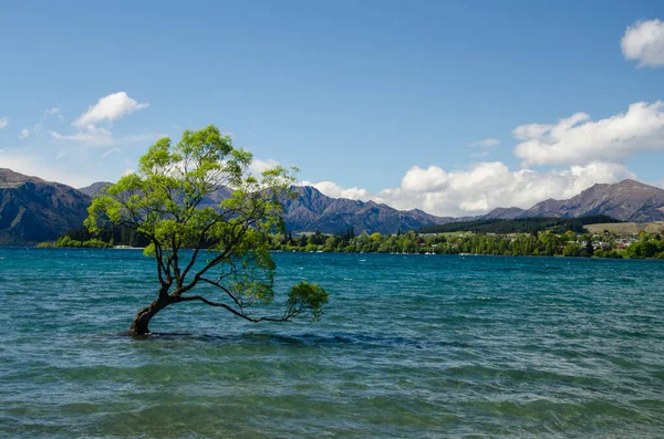 Árbol Que Crece Río Rodeado Montañas Ciudad Wanaka Nueva Zelanda —  Fotos de Stock