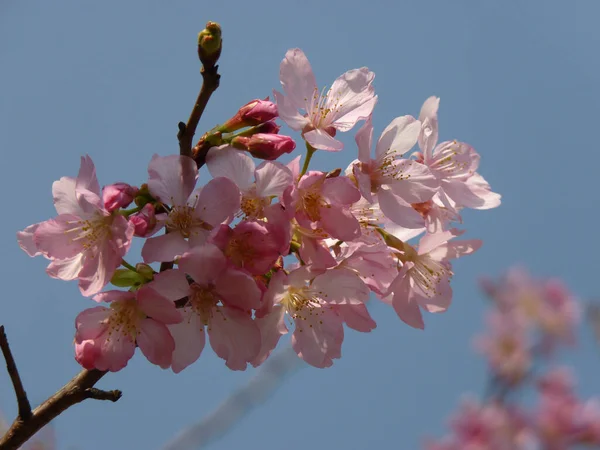 Bel Colpo Fiori Ciliegio Uno Sfondo Cielo — Foto Stock