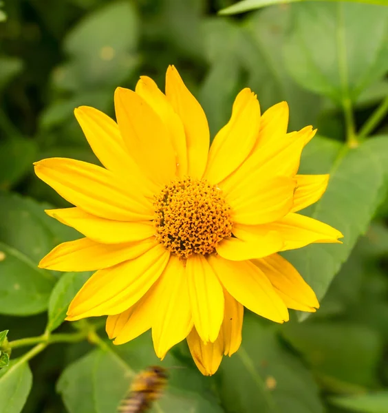 Primer Plano Una Hermosa Flor Margarita Amarilla Con Hojas Verdes — Foto de Stock