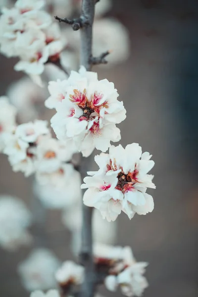 花の木の枝の垂直ショット — ストック写真