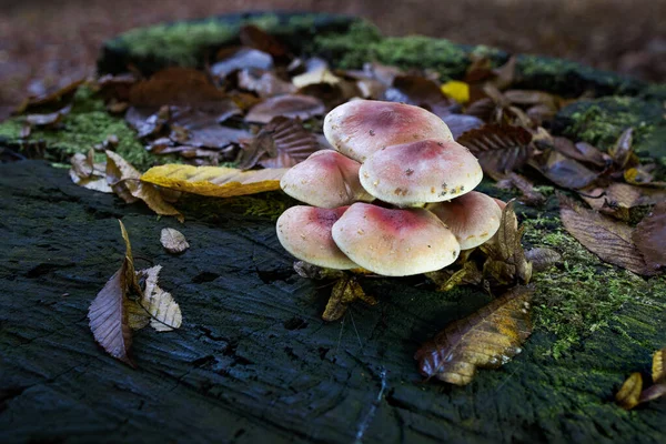 Una Focalizzazione Morbida Mazzo Funghi Che Crescono Una Superficie Muscosa — Foto Stock